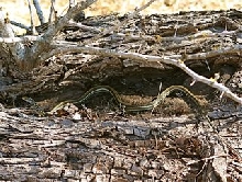 Medina County Garter Snake