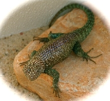 Orcutti Swift