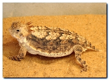 Female Solare Horned Lizard