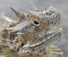 Phrynosoma