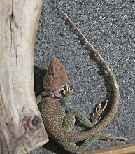 Unusual Collared Lizard