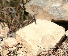 Swift lizard
