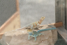 Aquaflame female gravid