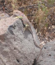 Female Collard Lizard