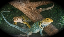 Yellow Girl/Blue Boy