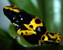 Female Orange Leuc