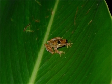 Hourglass Tree frog