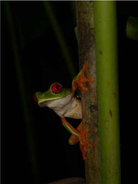 RELF Male