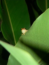 Hourglass Tree Frog calling
