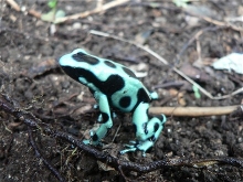 Green and Black Dart Frog