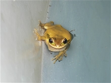 Masked Tree Frog Calling