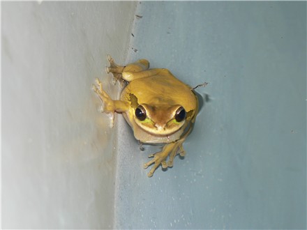 Masked Tree Frog Calling