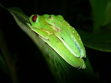 RELF Amplexus