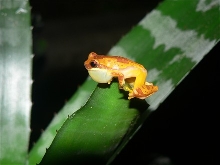 Hourglass Tree Frog Calling