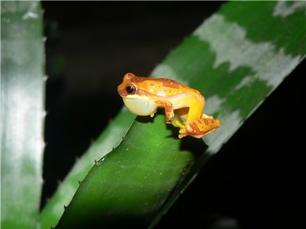 Hourglass Tree Frog Calling