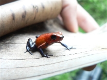 Blue Jeans Dart Frog