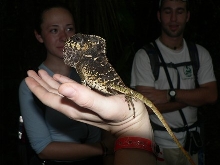Helmeted Iguana