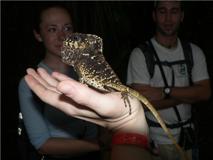 Helmeted Iguana