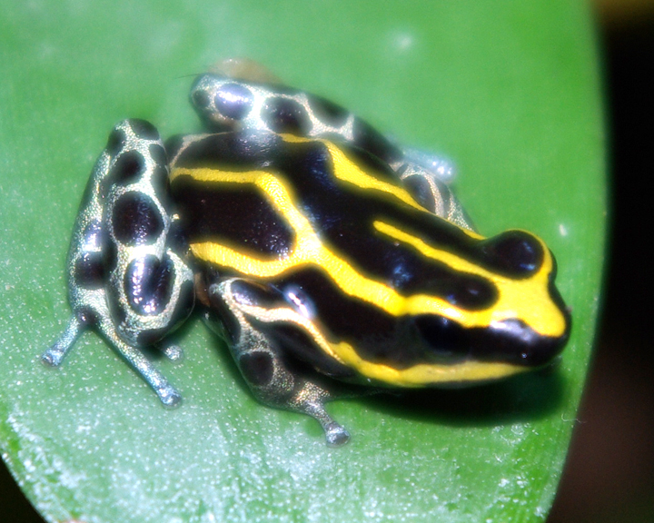 Dendrobates ventrimaculatus