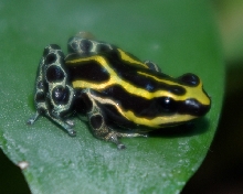 Dendrobates ventrimaculatus