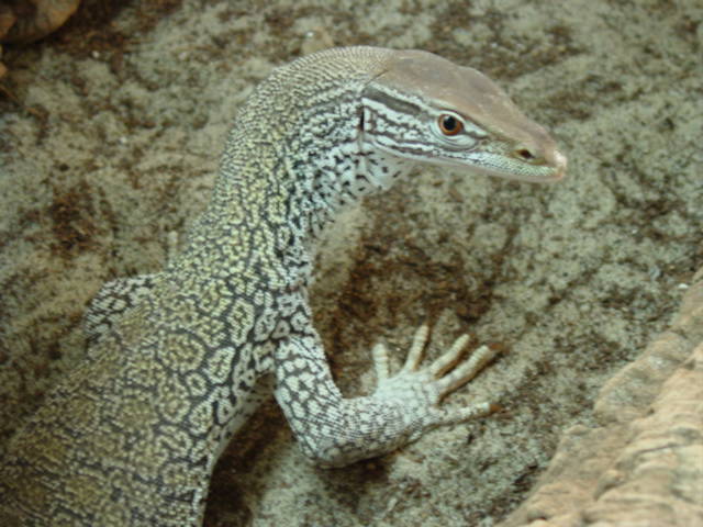 DragonChuck Male Sand Monitor