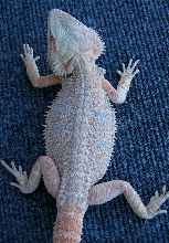 bearded dragon male lavender