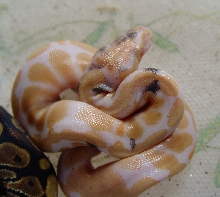 Paradox Albino