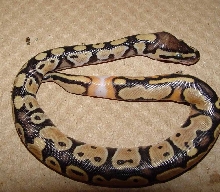 lesser baby