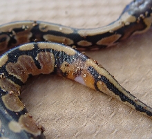 Lesser Baby