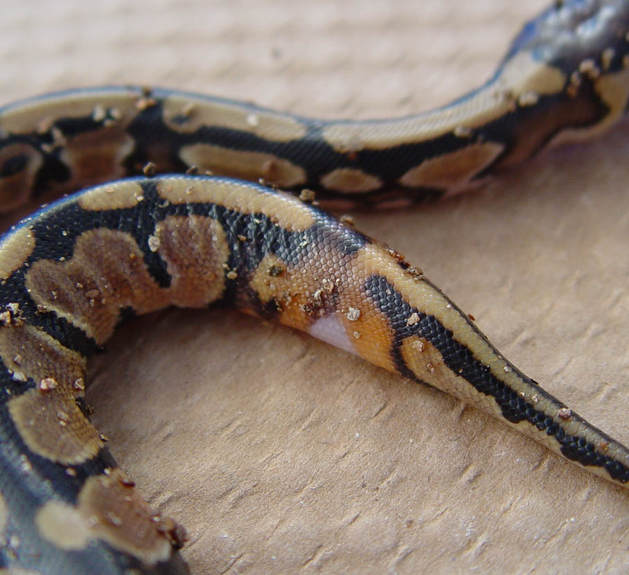 Lesser Baby