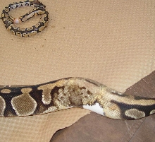 Lesser Mom