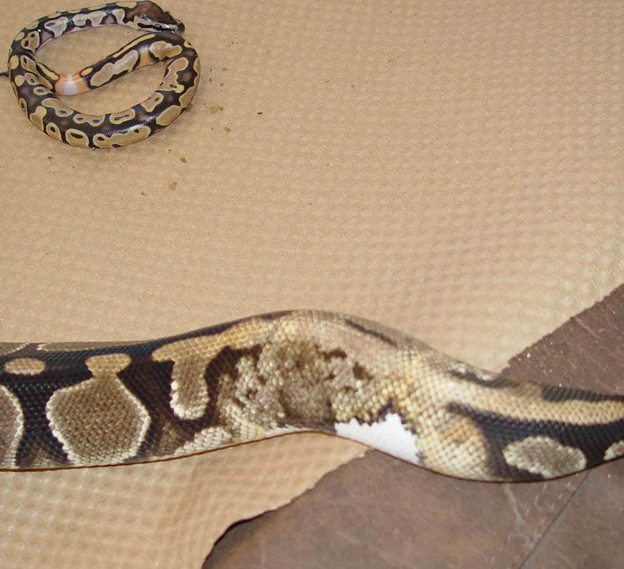 Lesser Mom
