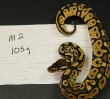M2