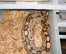 Ovulation