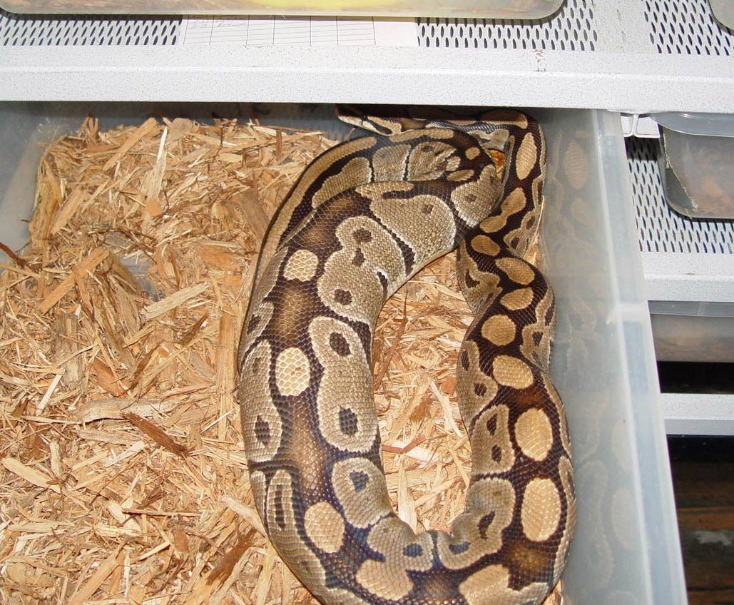 Ovulation