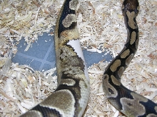 Female
