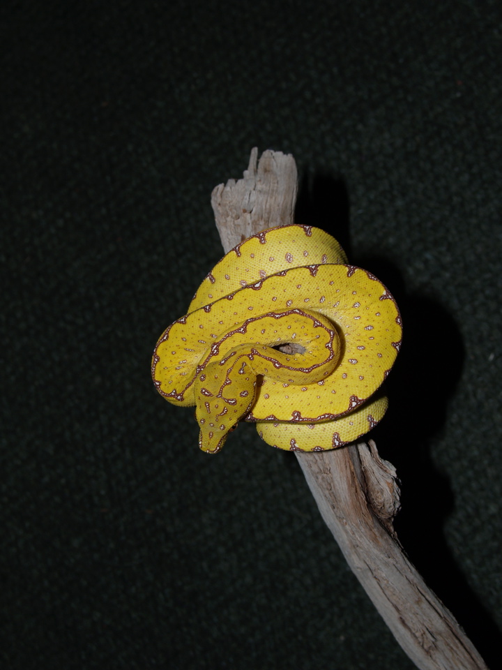 top view, Lereh