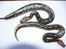 my black dipongs....