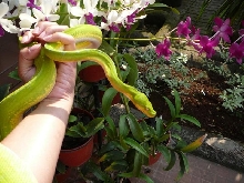 another pic of lemon
