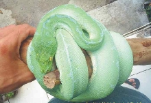 my light blue chondro