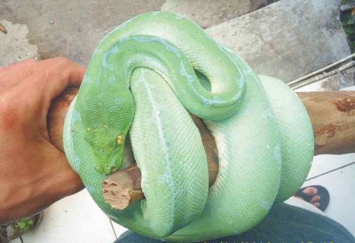 my light blue chondro
