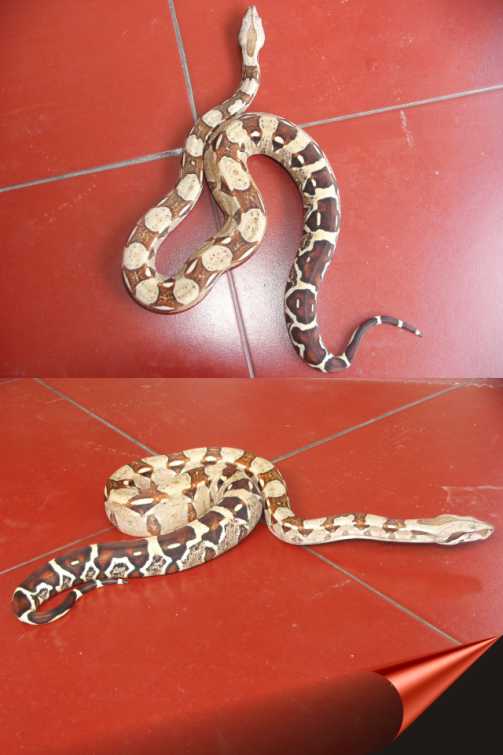 my BCI....