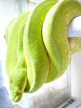 lemon GTP