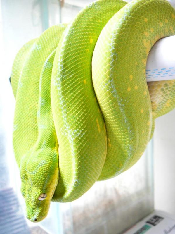 lemon GTP