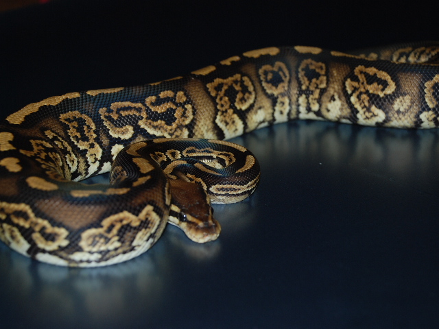 BLK Granite X BLK Pastel X ??? 2