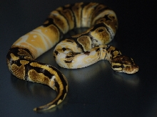 Shredded Albino 2