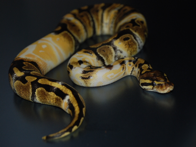 Shredded Albino 2