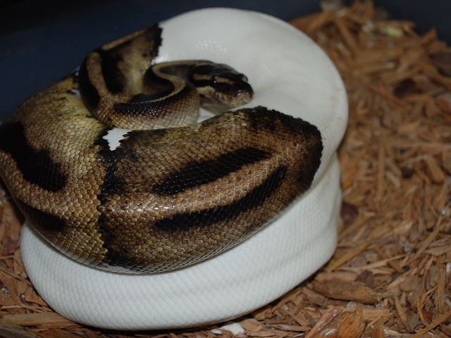 Pied on eggs