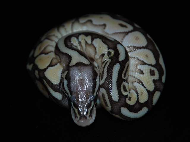 Super Pastel Butter