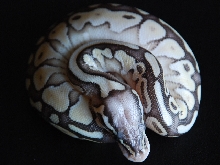 Super Pastel Butter2